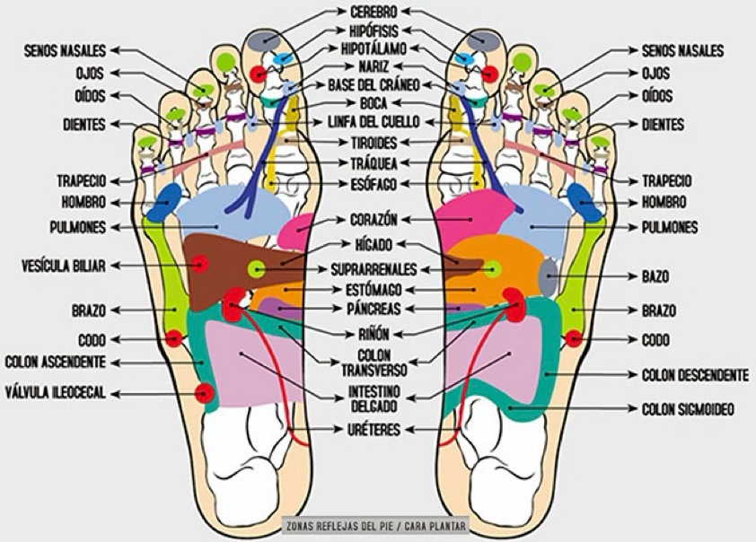 Reflexology map